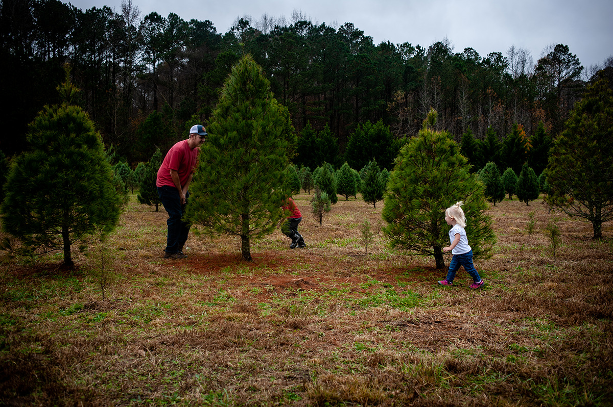 Peninsula Christmas tree farm in Zuni, Virginia