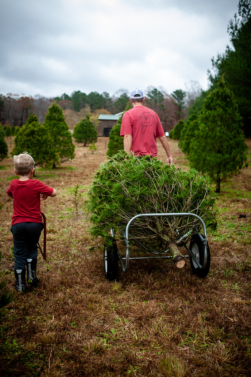 father and son pulling Christmas tree on cart