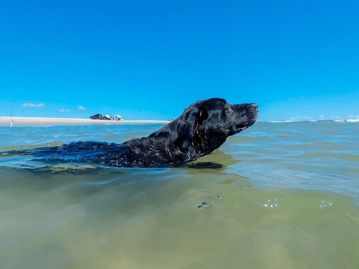 Dog swimming at beach in Avon