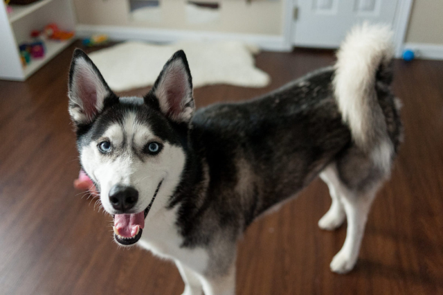 The Tran's family dog, a beautiful husky with blue eyes.