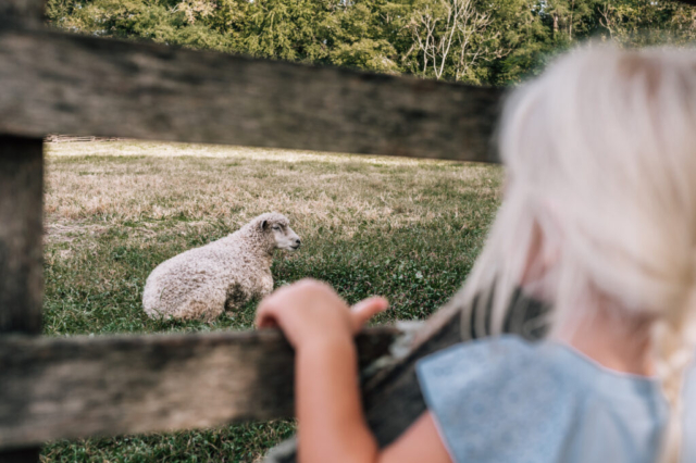 Girl looks a sheep laying down in Colonial Williamsburg.