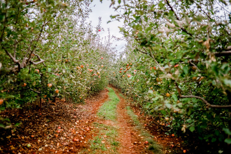 A row of apples at Carter Mountain apple orchard is the perfect place for fall activities