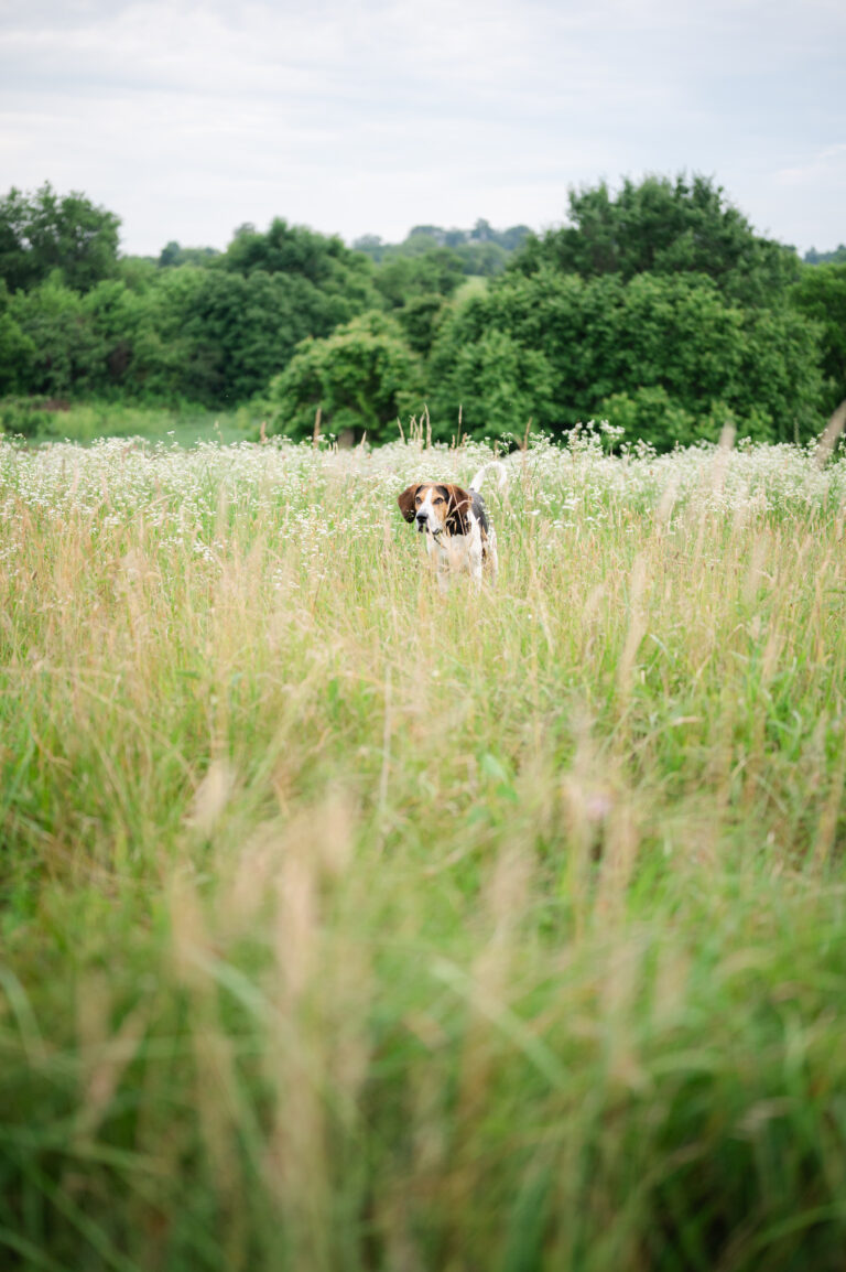Family hound dog walking through tall grass during family session.