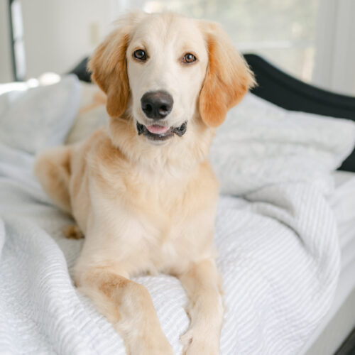 Golden Retriever, Great Pyrenees dog